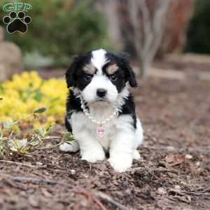Queen, Cavachon Puppy